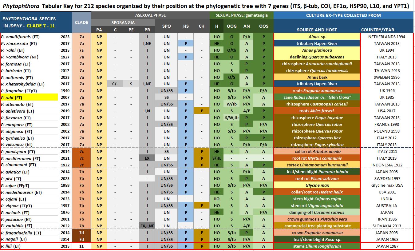    Phytophthora  spp. in subclade 7a:  Morphological Tabular key (PDF) and Tabular key legends (PDF) in IDphy2 KEY SECTION. Notice the data of   P. rubi  Ex-type CBS 967.95 = Samp;T BL 54 . Gloria Abad, USDA Samp;T.
